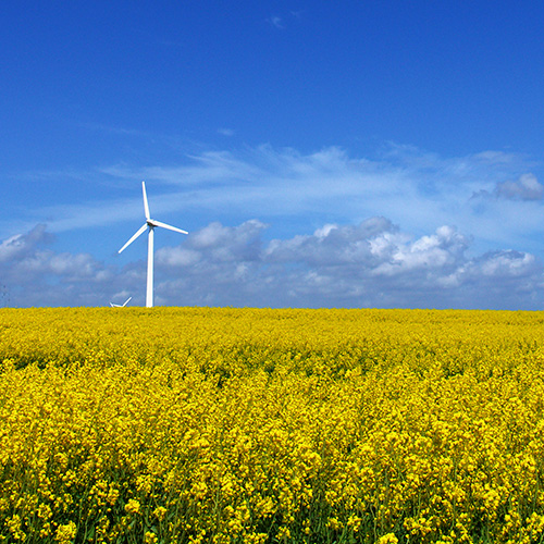 Wind turbine on rape field